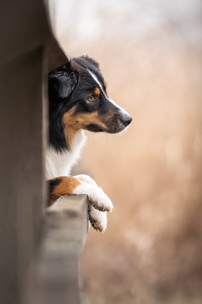 Foto von Lisa Werner Fotografie, Hund, Australian Shepherd guckt zwischen einem Geländer durch