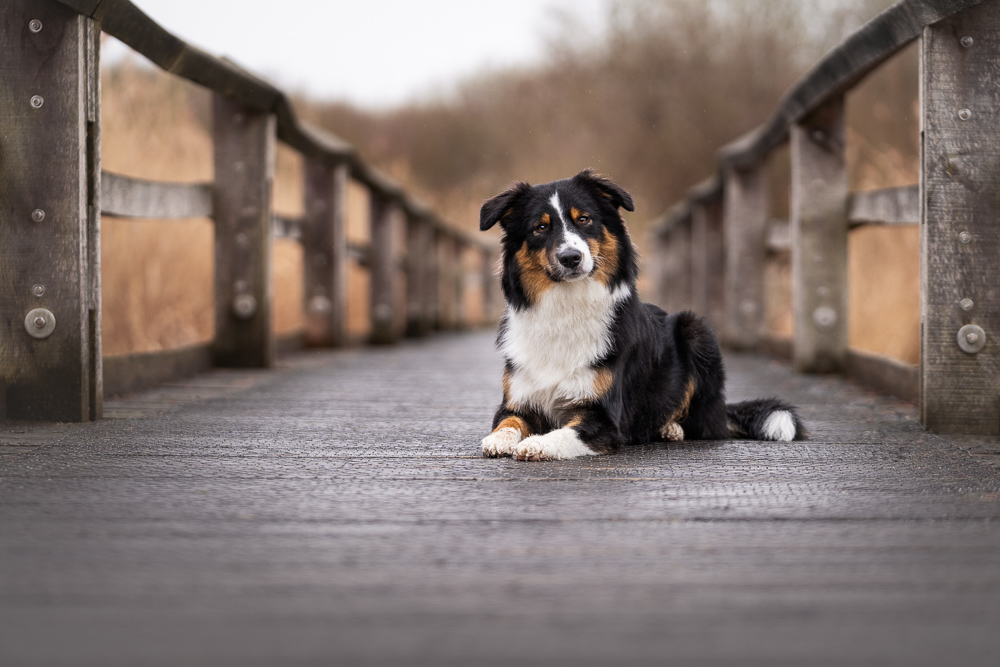 Foto von Lisa Werner Fotografie, Hund, Australian Shepherd liegt auf einer Holzbrücke