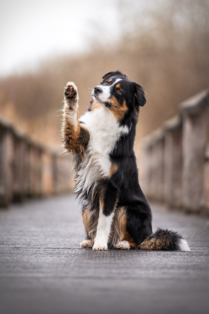 Foto von Lisa Werner Fotografie, Hund, Australian Shepherd sitzt auf einer Holzbrücke