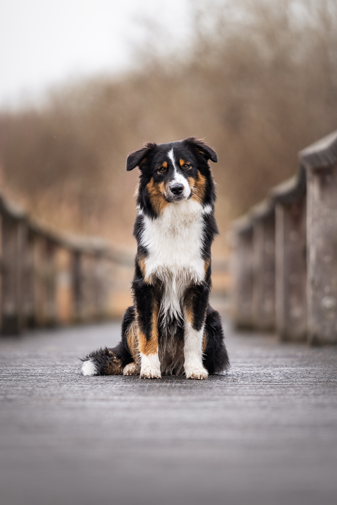Foto von Lisa Werner Fotografie, Hund, Australian Shepherd sitzt auf einer Holzbrücke