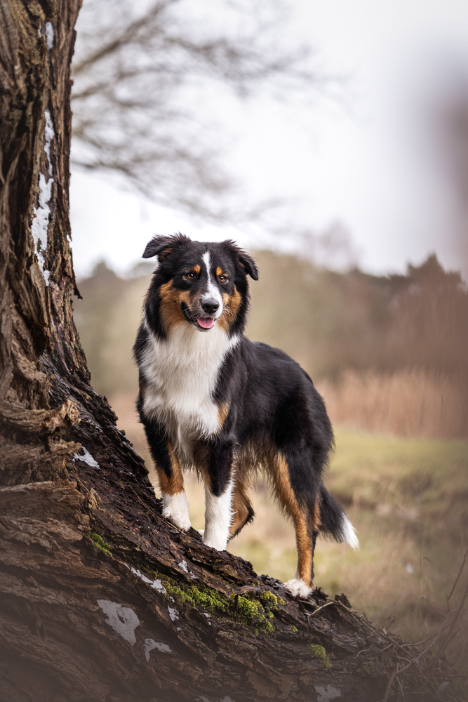 Foto von Lisa Werner Fotografie, Hund, Australian Shepherd steht auf einem Baum