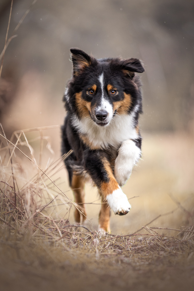Foto von Lisa Werner Fotografie, Hund, Australian Shepherd rennt über eine Wiese