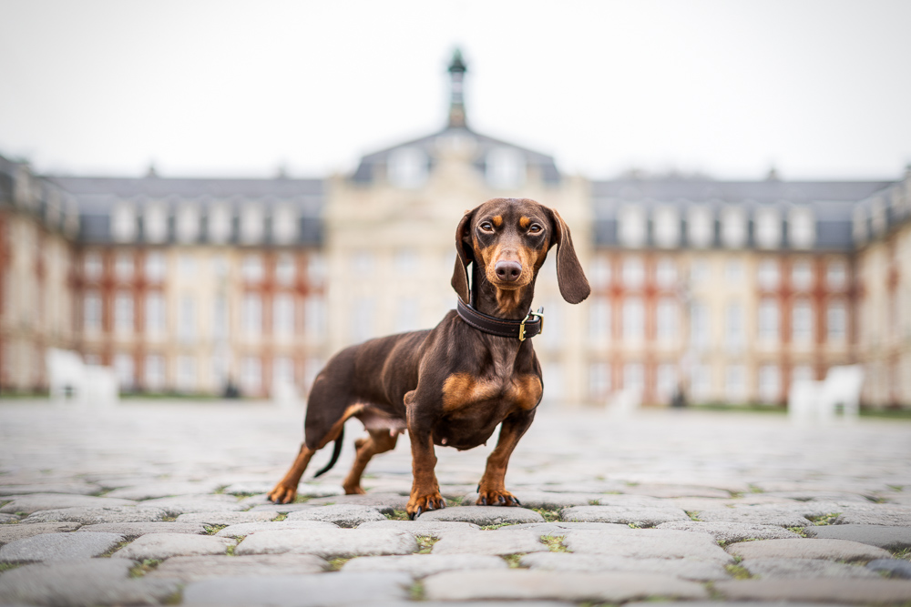 Foto von Lisa Werner Fotografie, Hund, Dackel steht vor einem Schloss