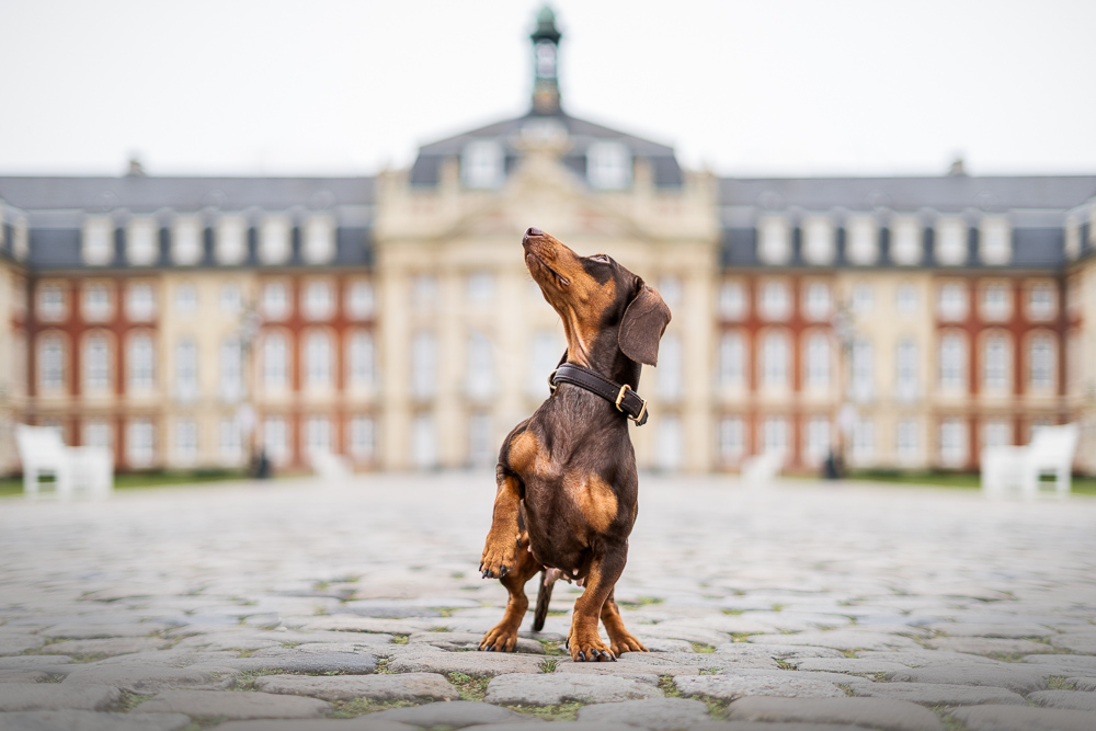 Foto von Lisa Werner Fotografie, Hund, Dackel steht vor einem Schloss