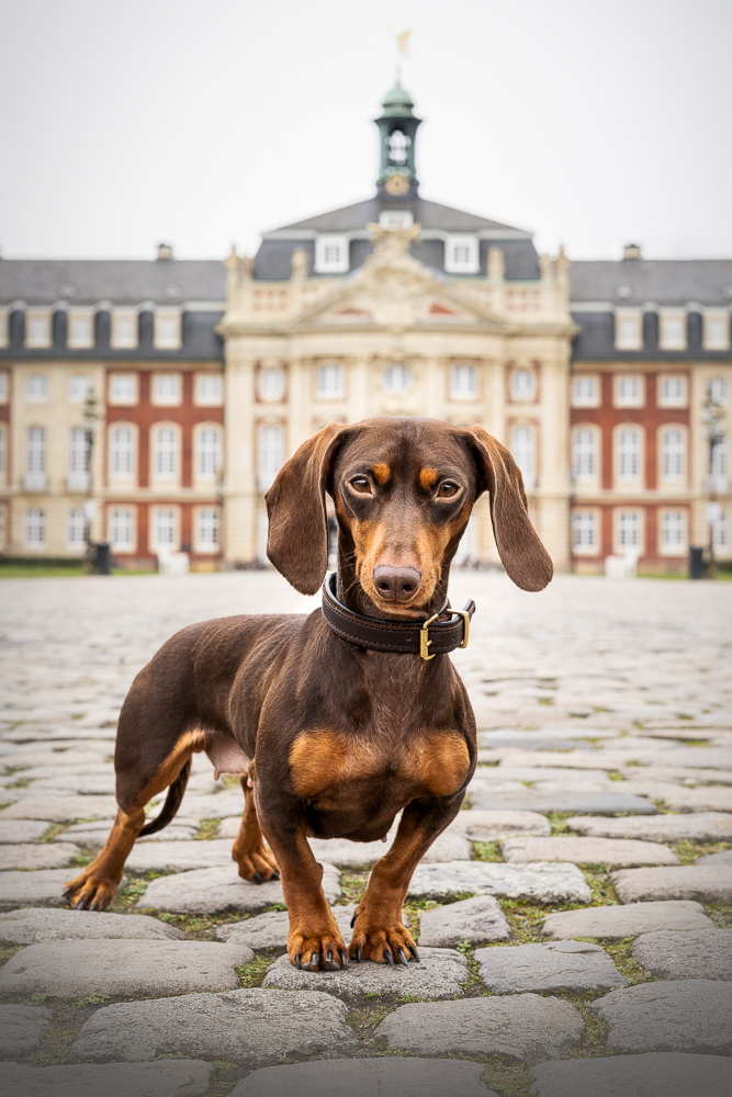 Foto von Lisa Werner Fotografie, Hund, Dackel steht vor einem Schloss