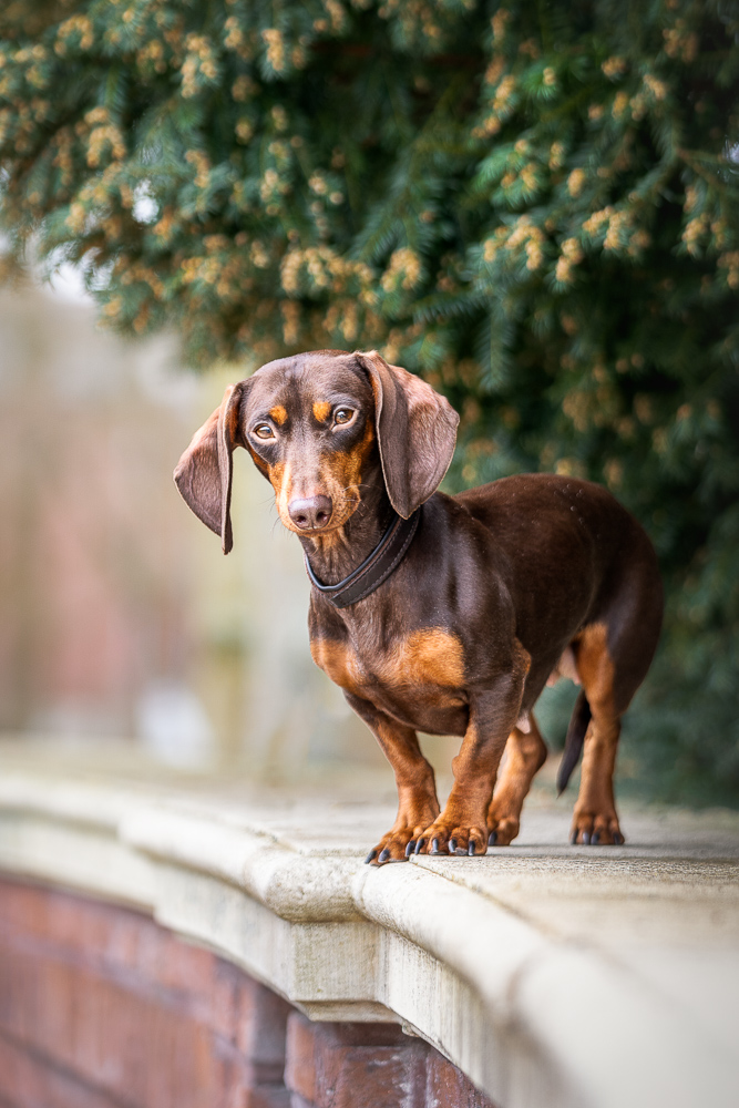 Foto von Lisa Werner Fotografie, Hund, Dackel steht auf einer Mauer