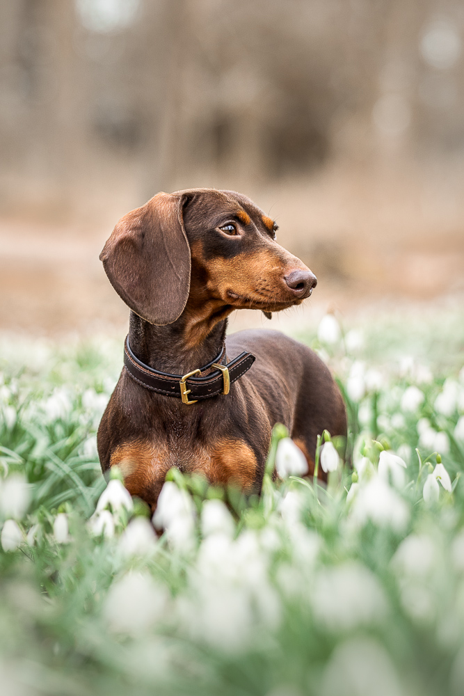 Foto von Lisa Werner Fotografie, Hund, Dackel steht in weißen Blumen
