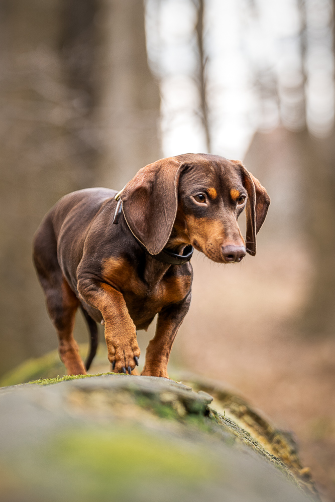Foto von Lisa Werner Fotografie, Hund, Dackel steht auf einem Baumstamm