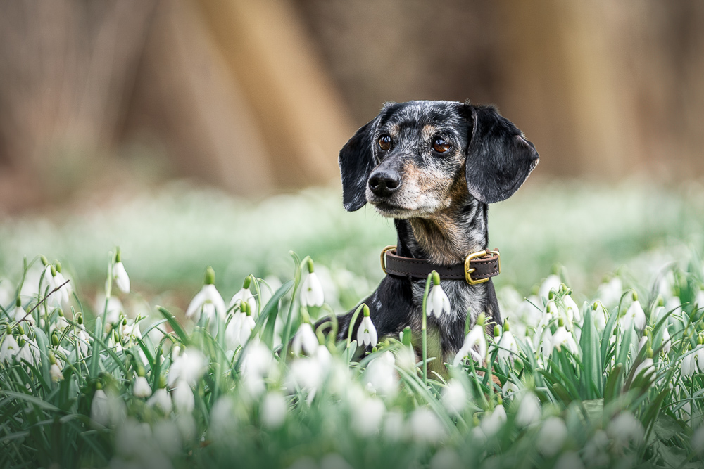 Foto von Lisa Werner Fotografie, Hund, Dackel steht in weißen Blumen