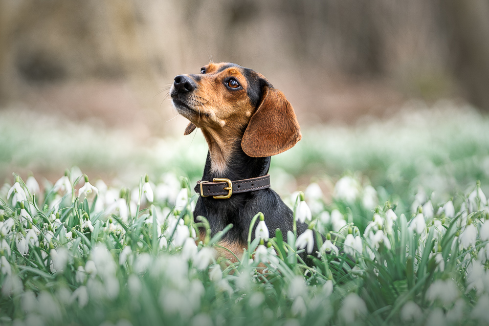 Foto von Lisa Werner Fotografie, Hund, Dackel steht in weißen Blumen