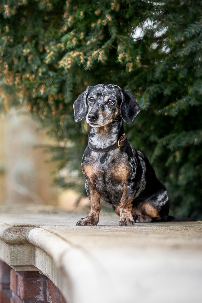 Foto von Lisa Werner Fotografie, Hund, Dackel sitzt auf einer Mauer