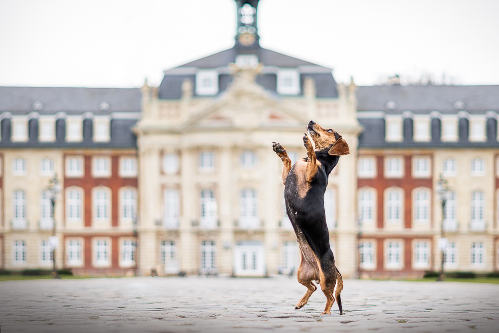 Foto von Lisa Werner Fotografie, Hund, Dackel steht vor einem Schloss