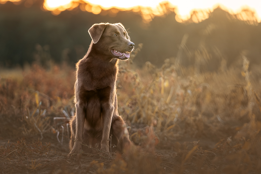 Foto von Lisa Werner Fotografie, Hund, Labrador sitzt im Sonnenuntergang