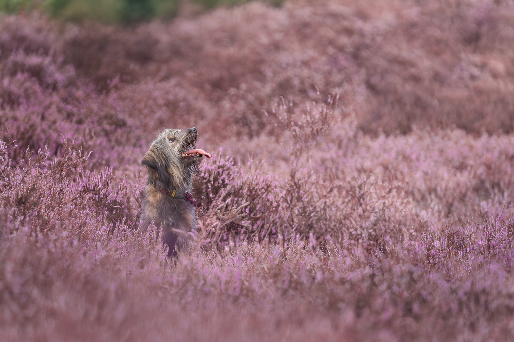 Foto von Lisa Werner Fotografie, Hund, Hund sitzt in lila Heideblüten