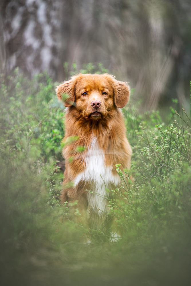 Foto von Lisa Werner Fotografie, Hund, Nova Scotia Duck Tolling Retriever sitzt zwischen grünen Pflanzen