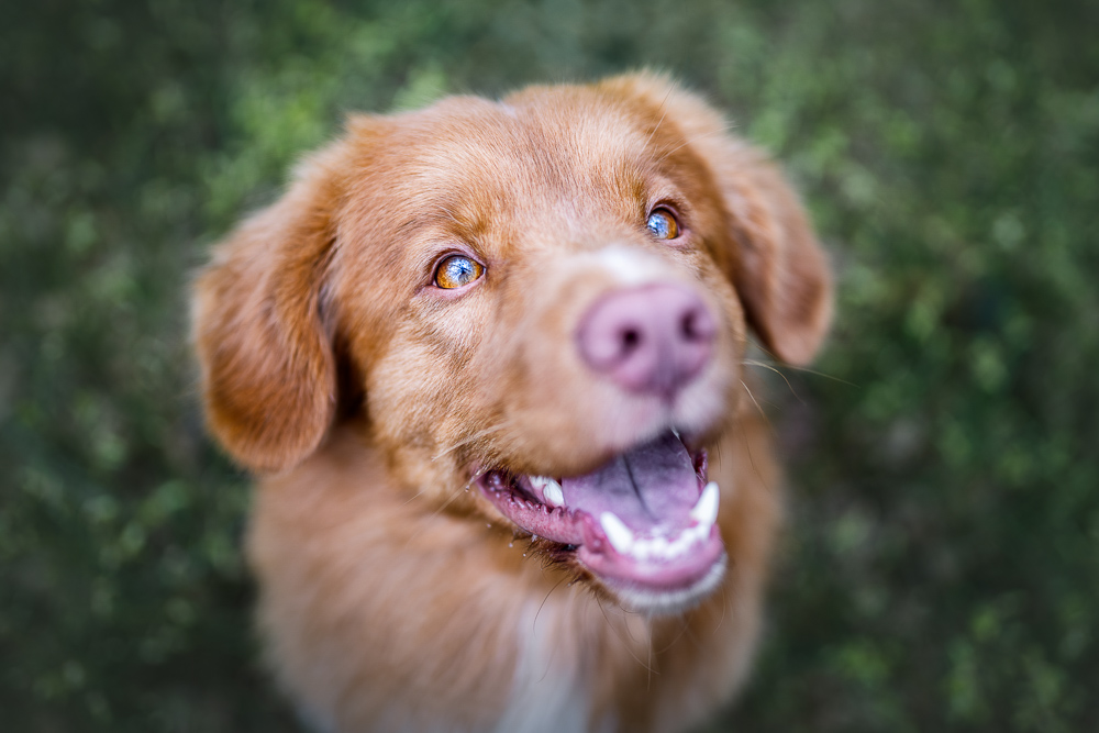 Foto von Lisa Werner Fotografie, Hund, Nova Scotia Duck Tolling Retriever sitzt zwischen grünen Pflanzen