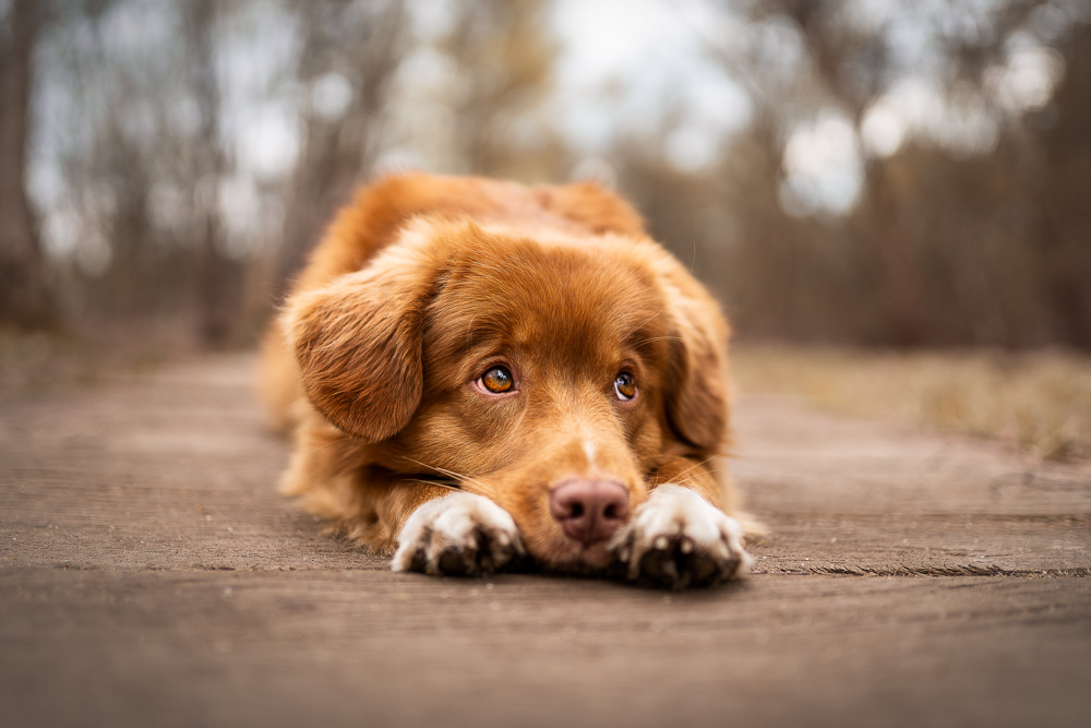 Foto von Lisa Werner Fotografie, Hund, Nova Scotia Duck Tolling Retriever liegt auf Boden