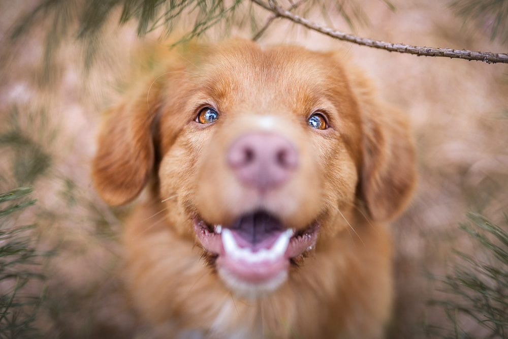 Foto von Lisa Werner Fotografie, Hund, Nova Scotia Duck Tolling Retriever