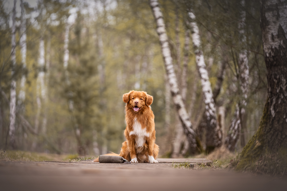 Foto von Lisa Werner Fotografie, Hund, Nova Scotia Duck Tolling Retriever sitzt auf einem Holzweg