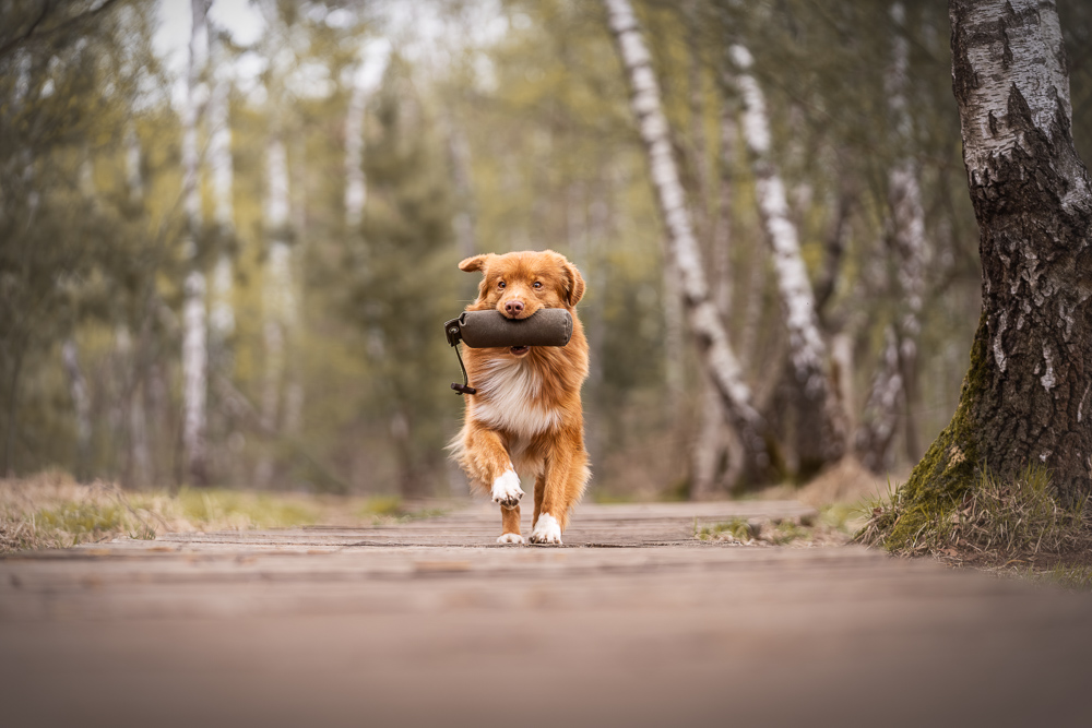 Foto von Lisa Werner Fotografie, Hund, Nova Scotia Duck Tolling Retriever rennt