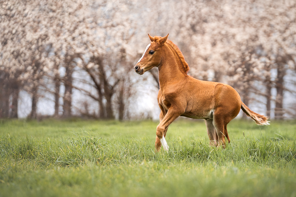 Foto von Lisa Werner Fotografie, Pferd, Deutsches Reitpony Fohlen steht auf einer Wiese vor Kirschblüten