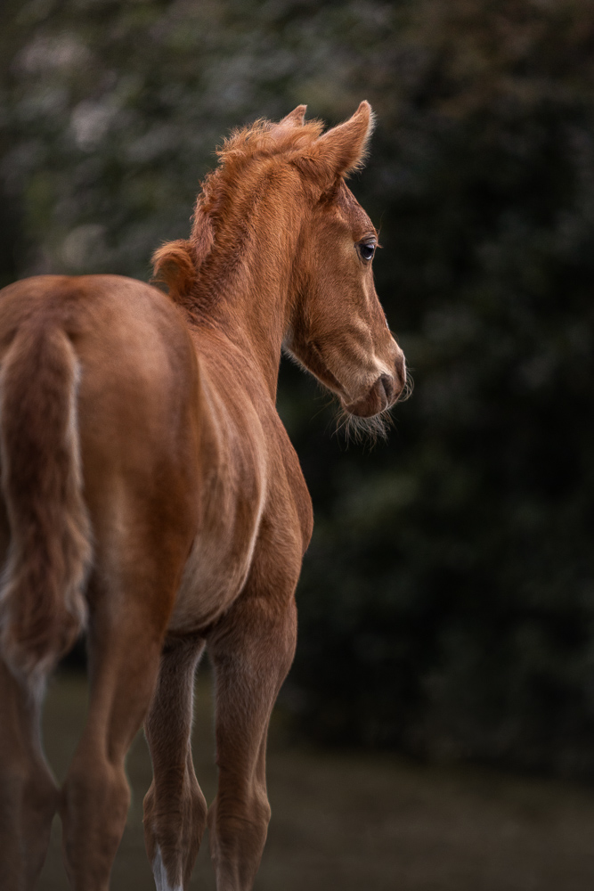 Foto von Lisa Werner Fotografie, Pferd, Deutsches Reitpony Fohlen