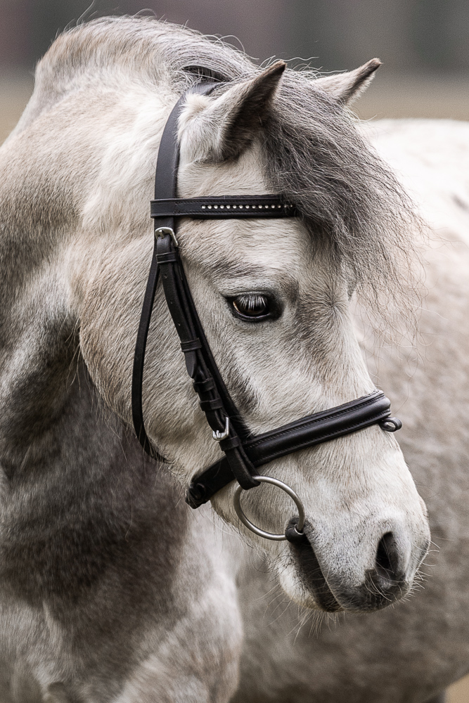 Foto von Lisa Werner Fotografie, Pferd, Deutsches Reitpony
