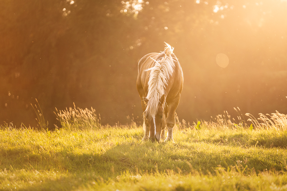 Foto von Lisa Werner Fotografie, Pferd, Rheinisch deutsches Kaltblut steht auf einer Wiese im Sonnenuntergang