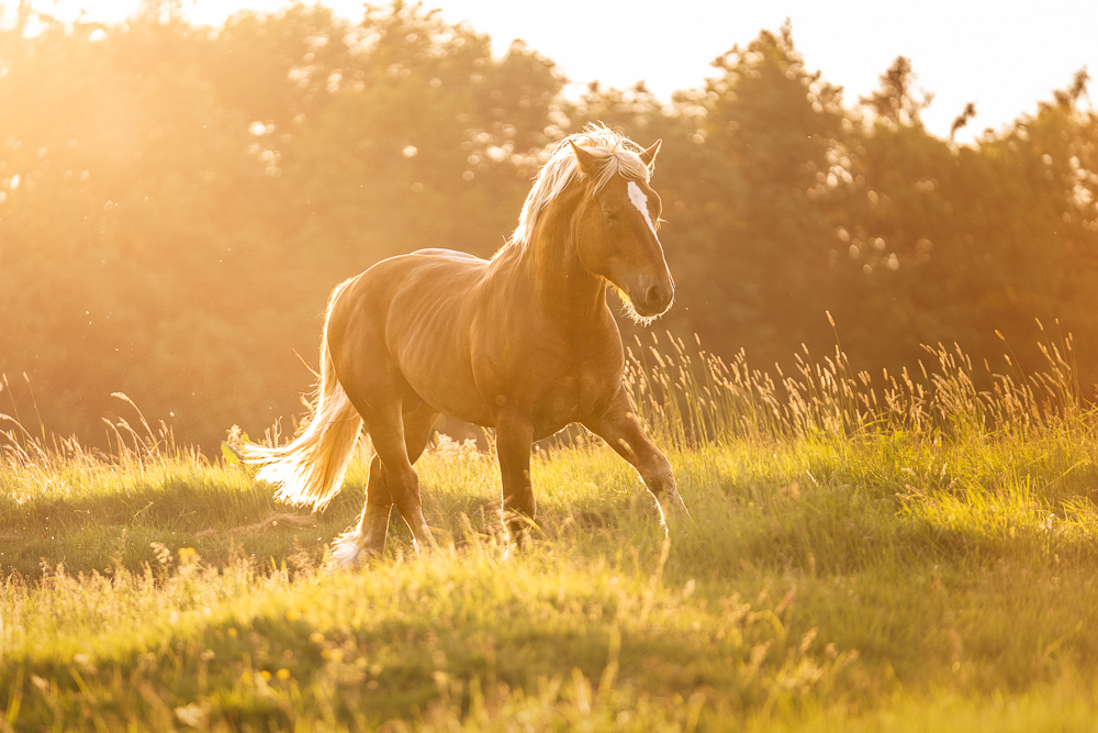 Foto von Lisa Werner Fotografie, Pferd, Rheinisch deutsches Kaltblut trabt über eine Wiese im Sonnenuntergang