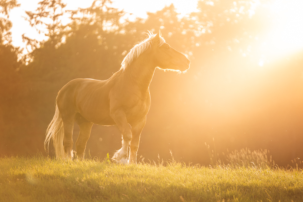 Foto von Lisa Werner Fotografie, Pferd, Rheinisch deutsches Kaltblut steht auf einer Wiese im Sonnenuntergang