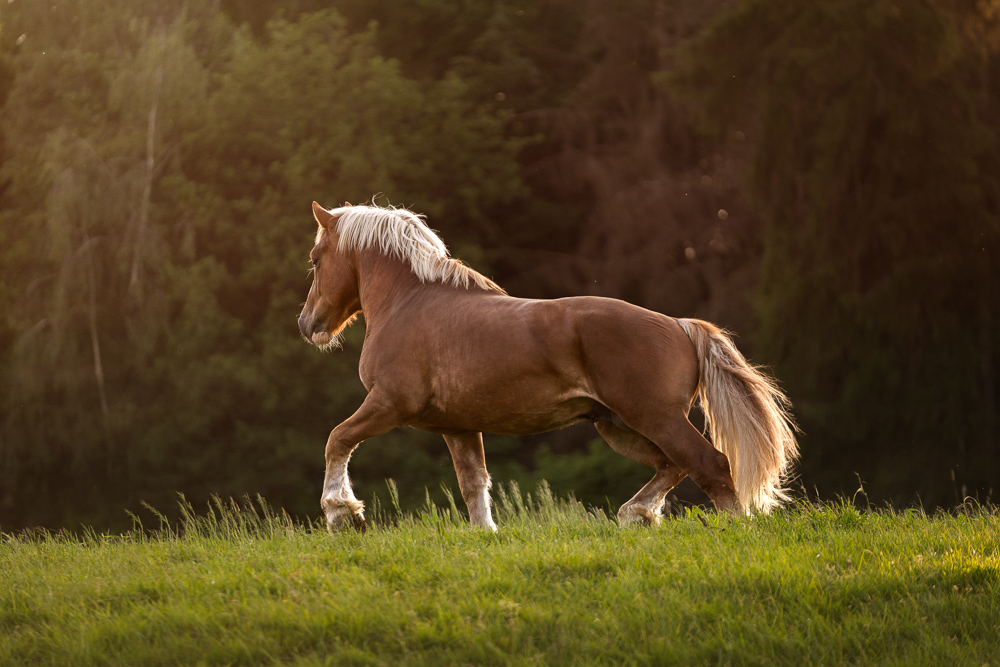 Foto von Lisa Werner Fotografie, Pferd, Rheinisch deutsches Kaltblut trabt über eine Wiese im Sonnenuntergang