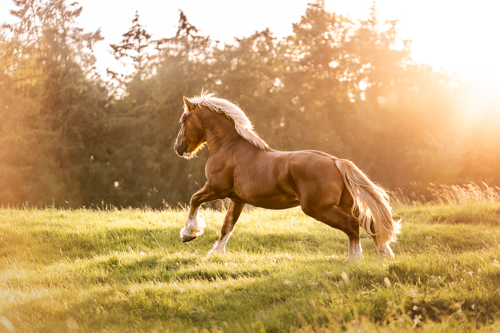 Foto von Lisa Werner Fotografie, Pferd, Rheinisch deutsches Kaltblut galoppiert über eine Wiese im Sonnenuntergang