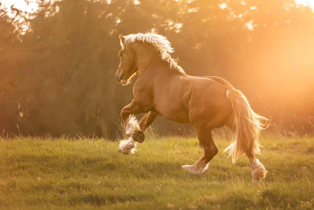 Foto von Lisa Werner Fotografie, Pferd, Rheinisch deutsches Kaltblut galoppiert über eine Wiese im Sonnenuntergang