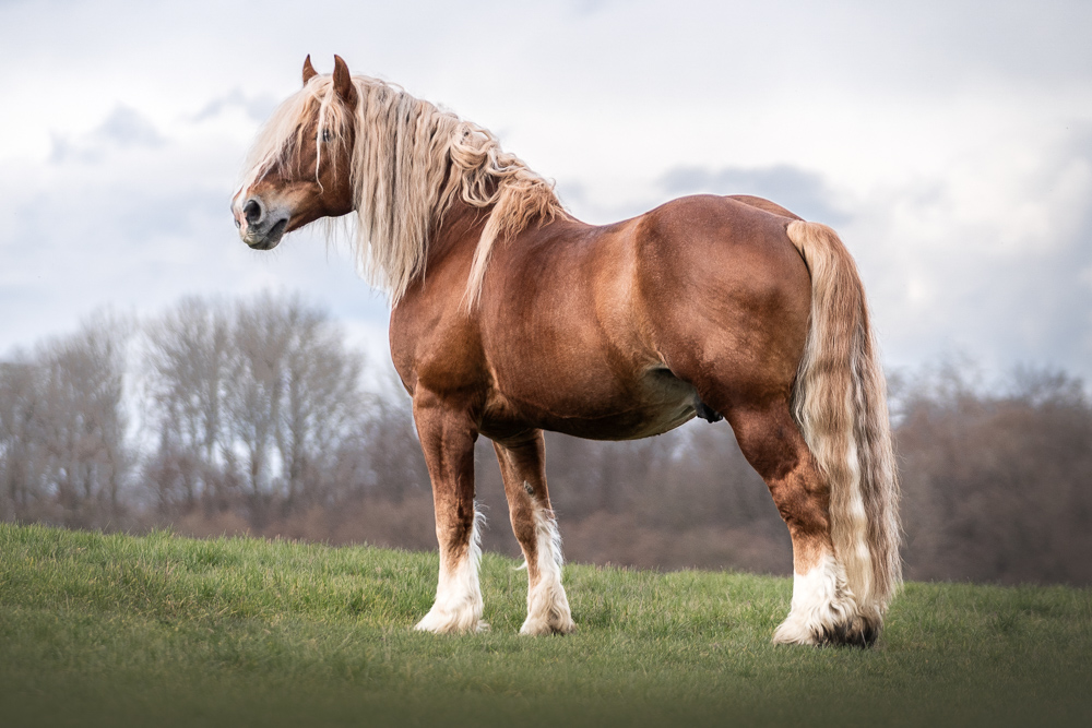 Foto von Lisa Werner Fotografie, Pferd, Rheinisch deutsches Kaltblut steht auf einer Wiese