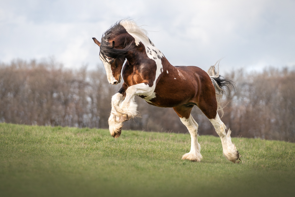 Foto von Lisa Werner Fotografie, Pferd, Tinker galoppiert über eine Wiese