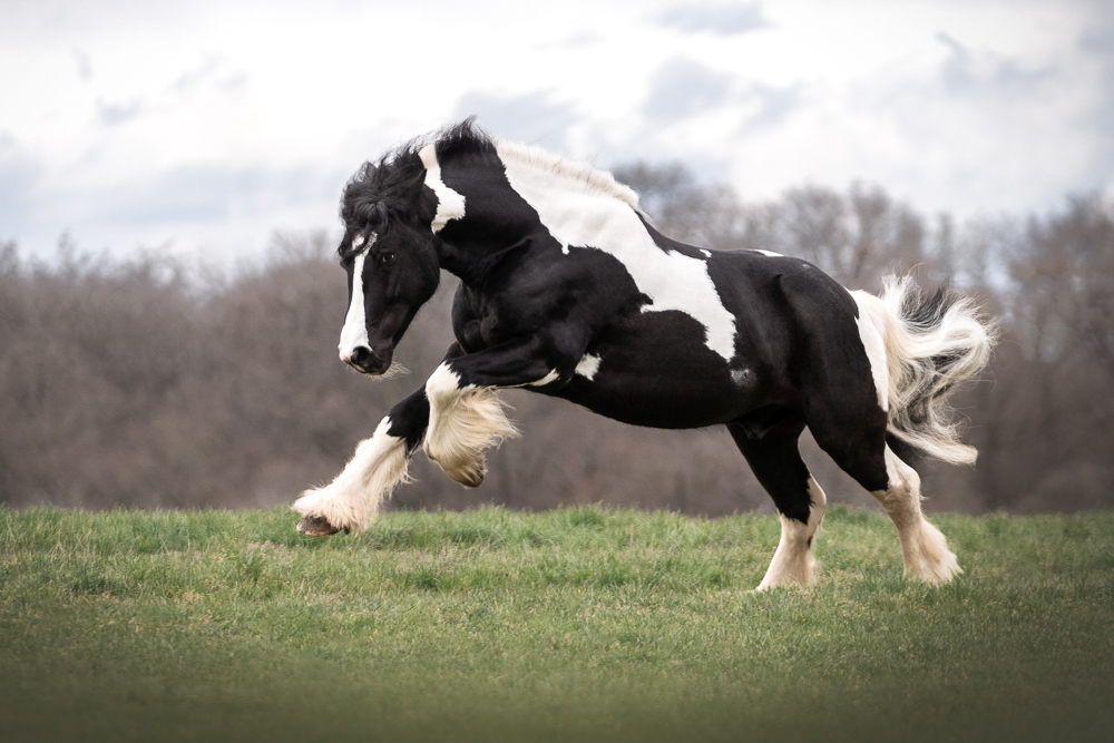 Foto von Lisa Werner Fotografie, Pferd, Tinker galoppiert über eine Wiese