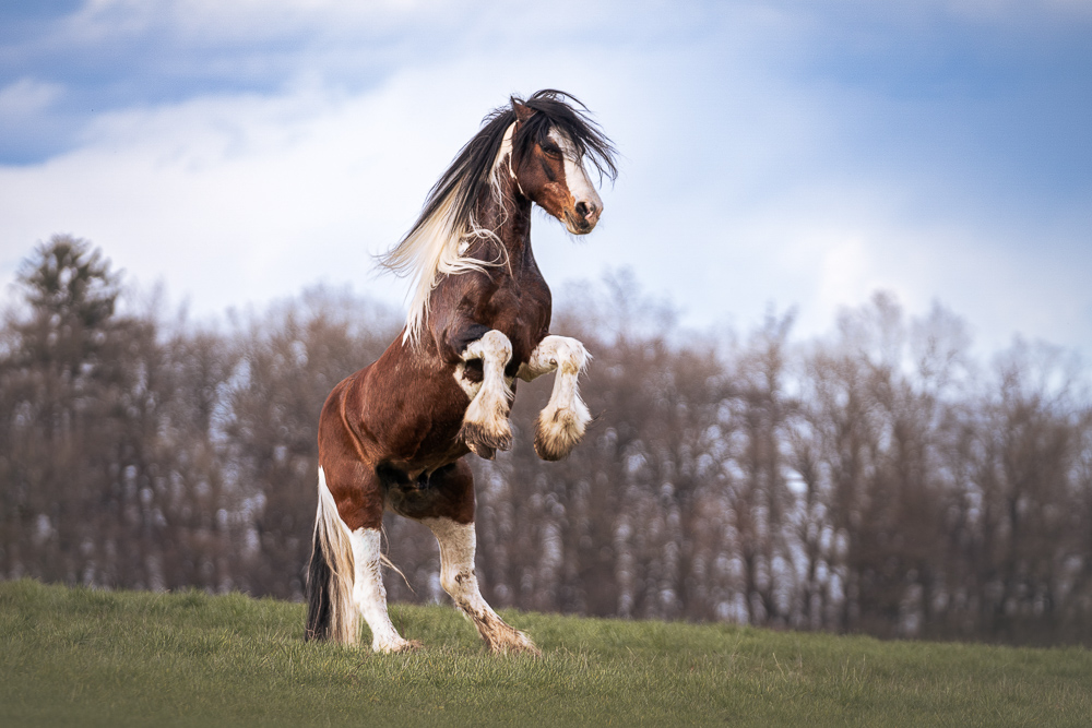 Foto von Lisa Werner Fotografie, Pferd, Tinker steigt auf einer Wiese