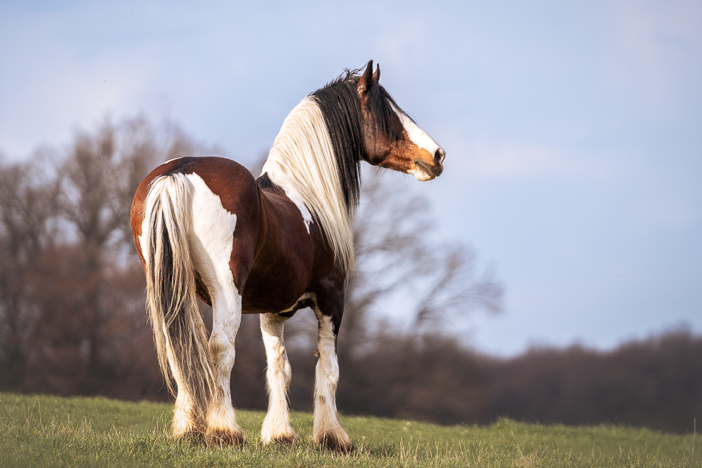 Foto von Lisa Werner Fotografie, Pferd, Tinker steht auf einer Wiese