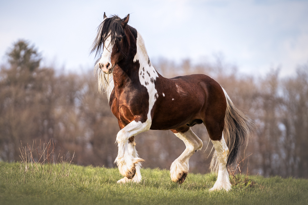 Foto von Lisa Werner Fotografie, Pferd, Tinker trabt über eine Wiese