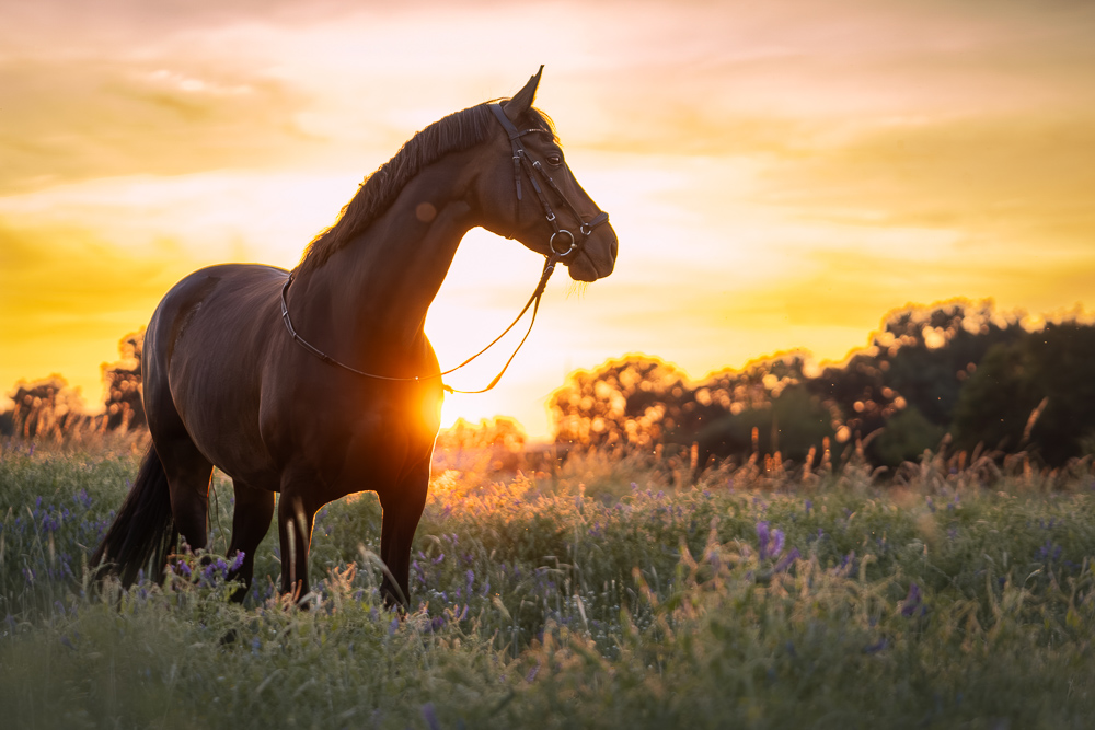 Foto von Lisa Werner Fotografie, Pferd, Warmblut steht in einem Blumenfeld im Sonnenuntergang